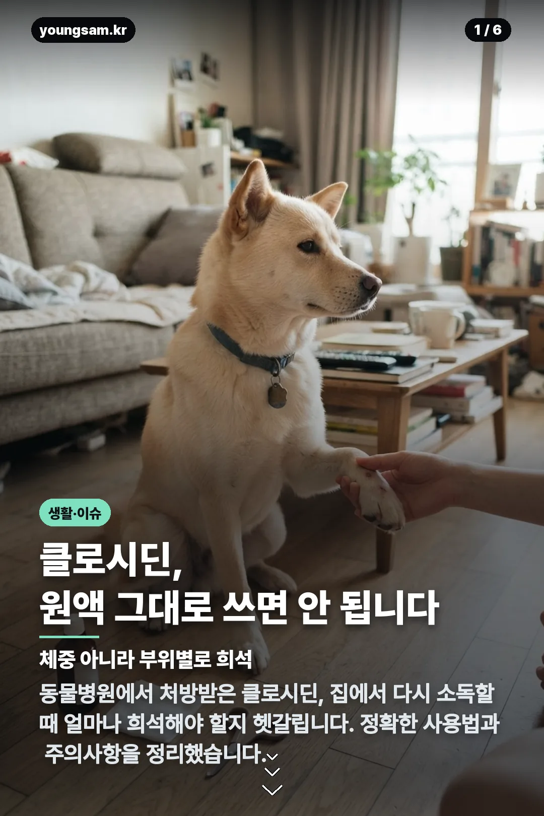 강아지 클로시딘 비율 카드뉴스 1