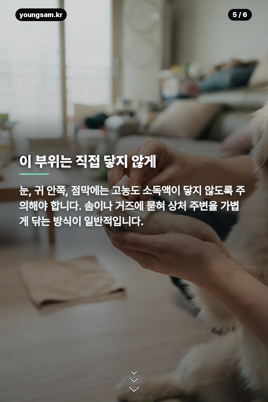 강아지 클로시딘 비율 카드뉴스 5