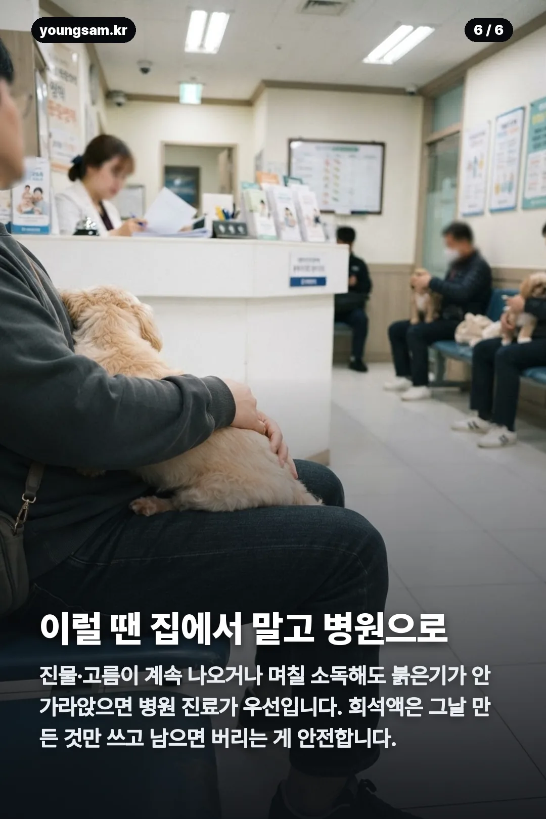 강아지 클로시딘 비율 카드뉴스 6