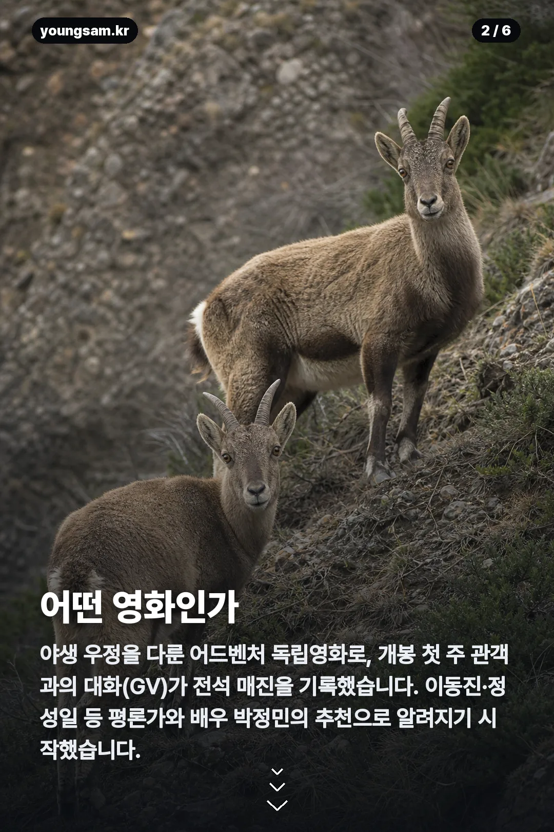 산양들 상영일정 카드뉴스 2