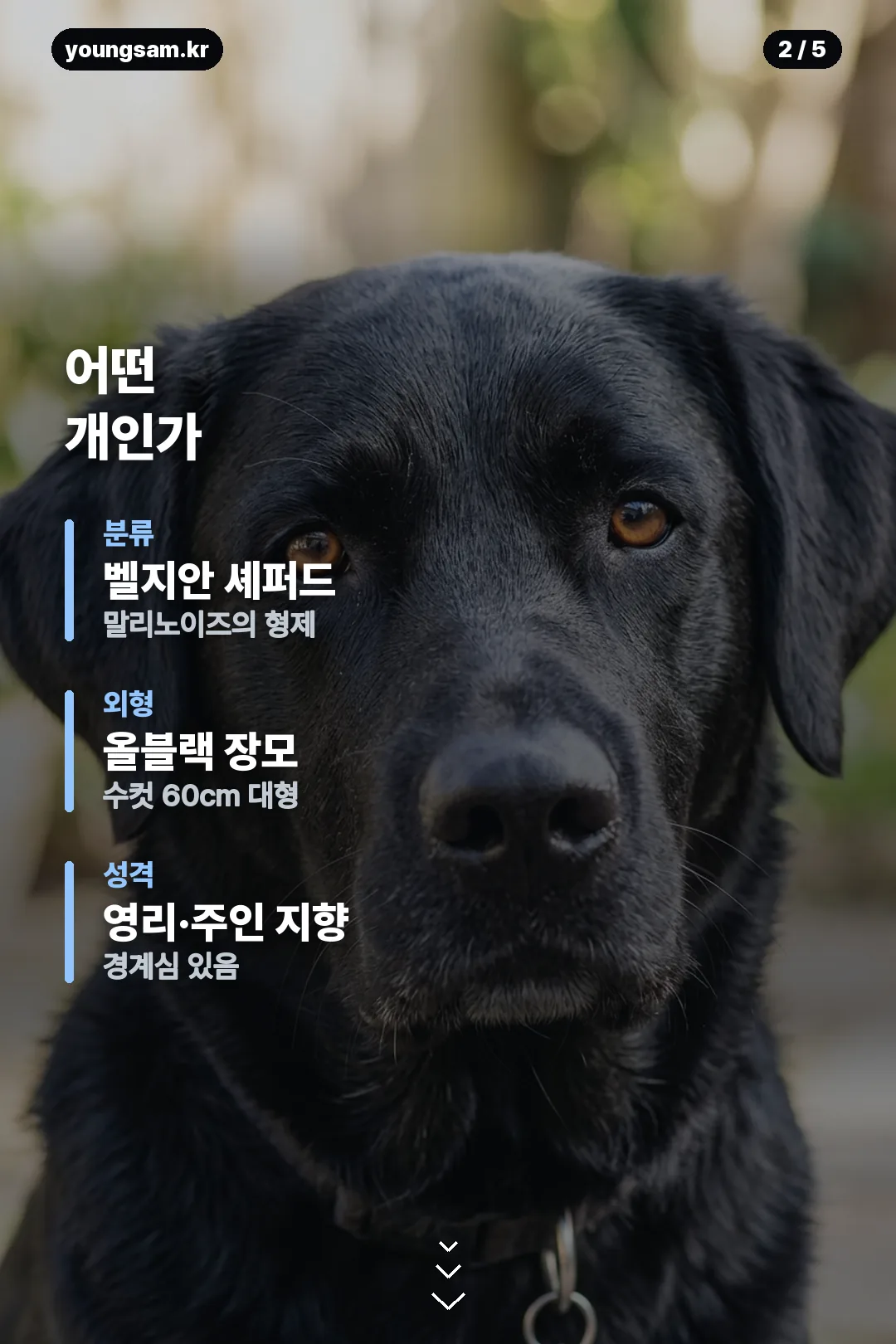그로넨달 분양 가이드 카드 2