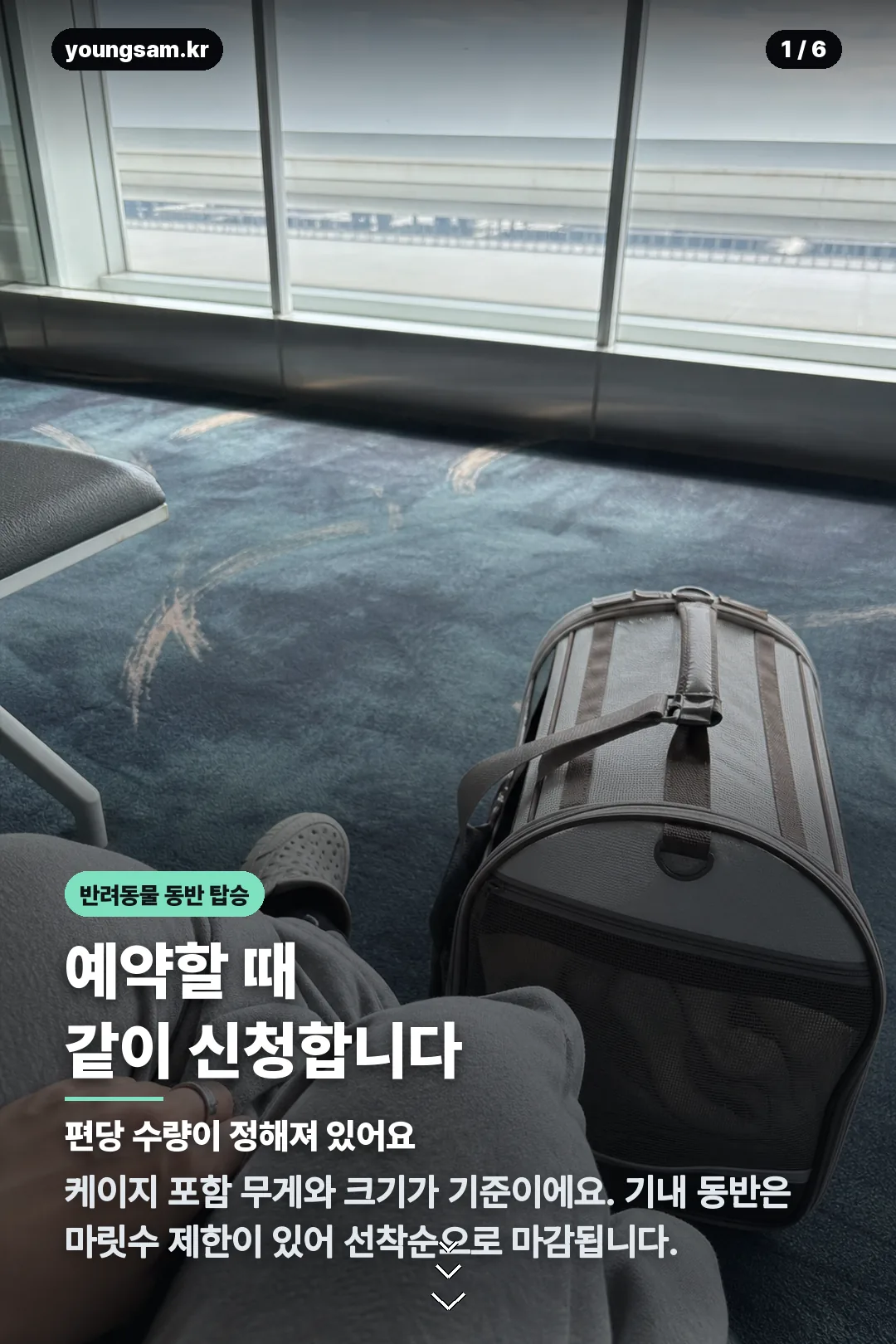 대한항공 반려견 동반석 카드뉴스 1
