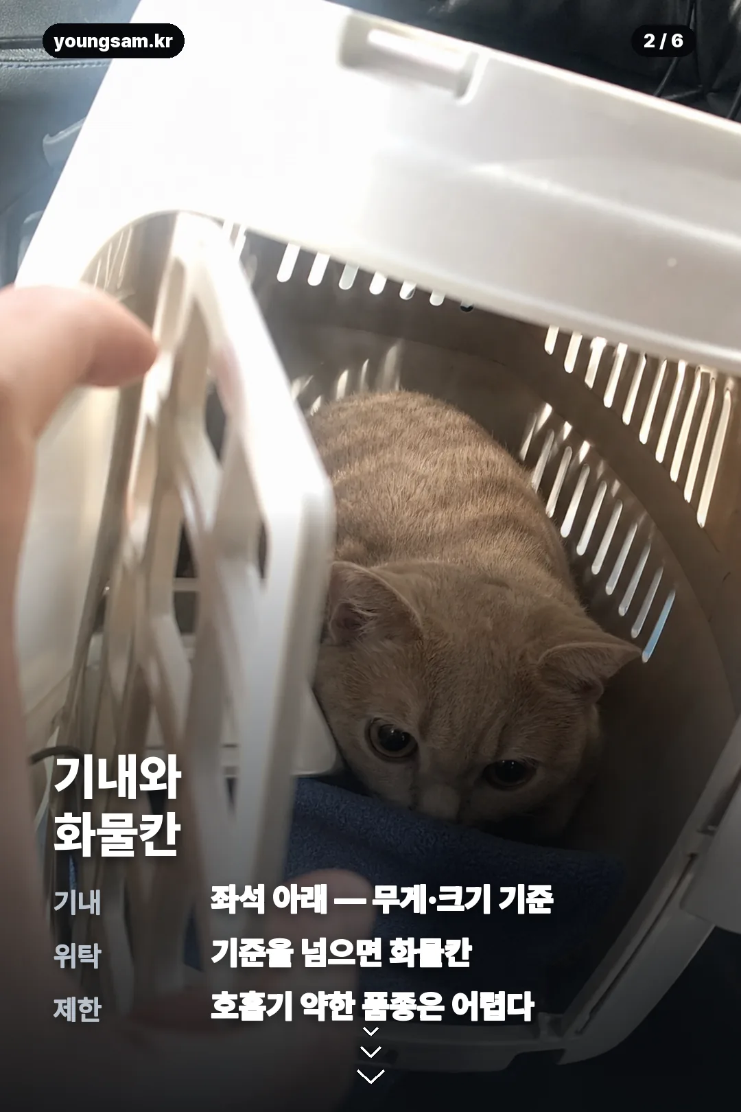 대한항공 반려견 동반석 카드뉴스 2