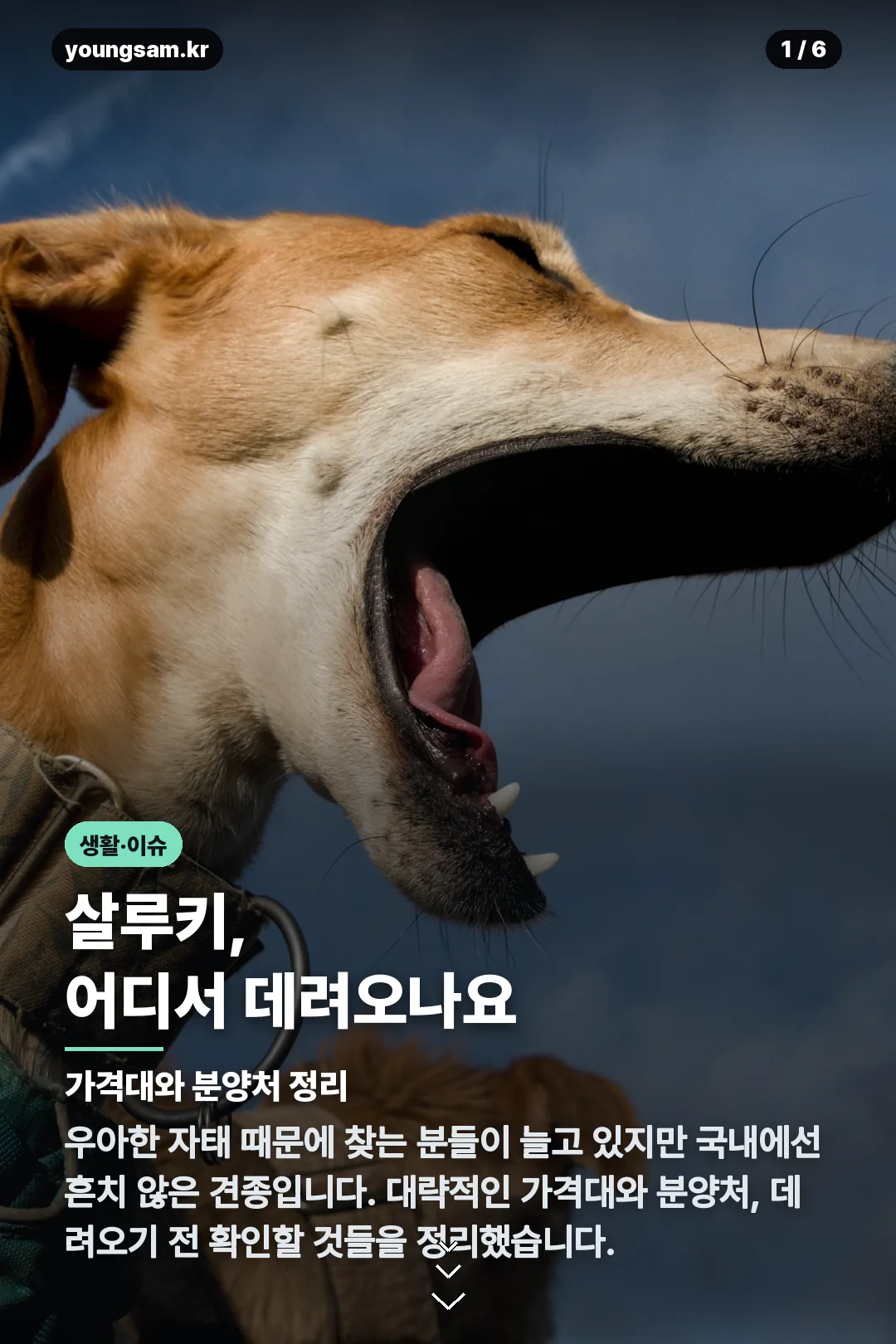 살루키 분양 카드뉴스 1