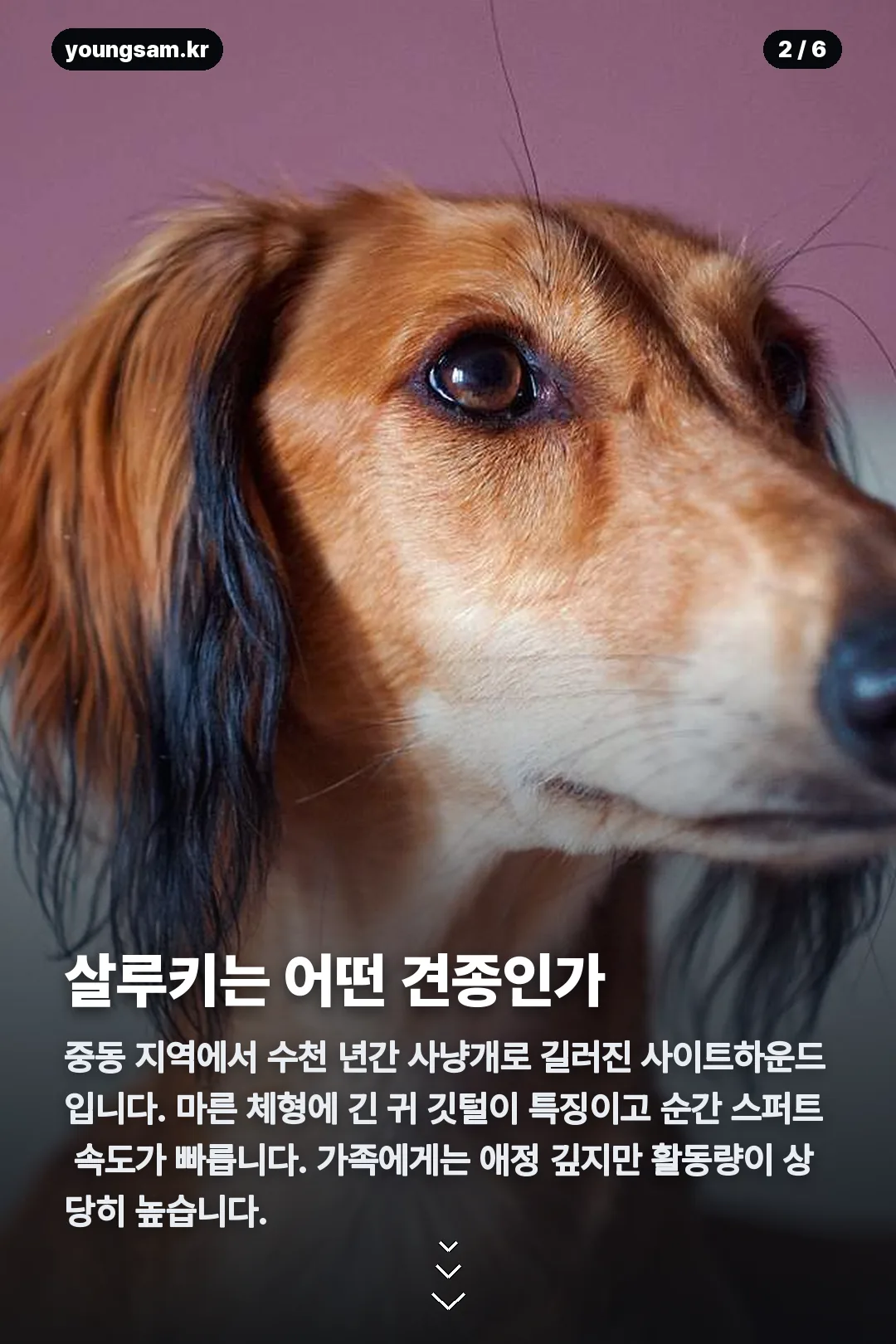 살루키 분양 카드뉴스 2
