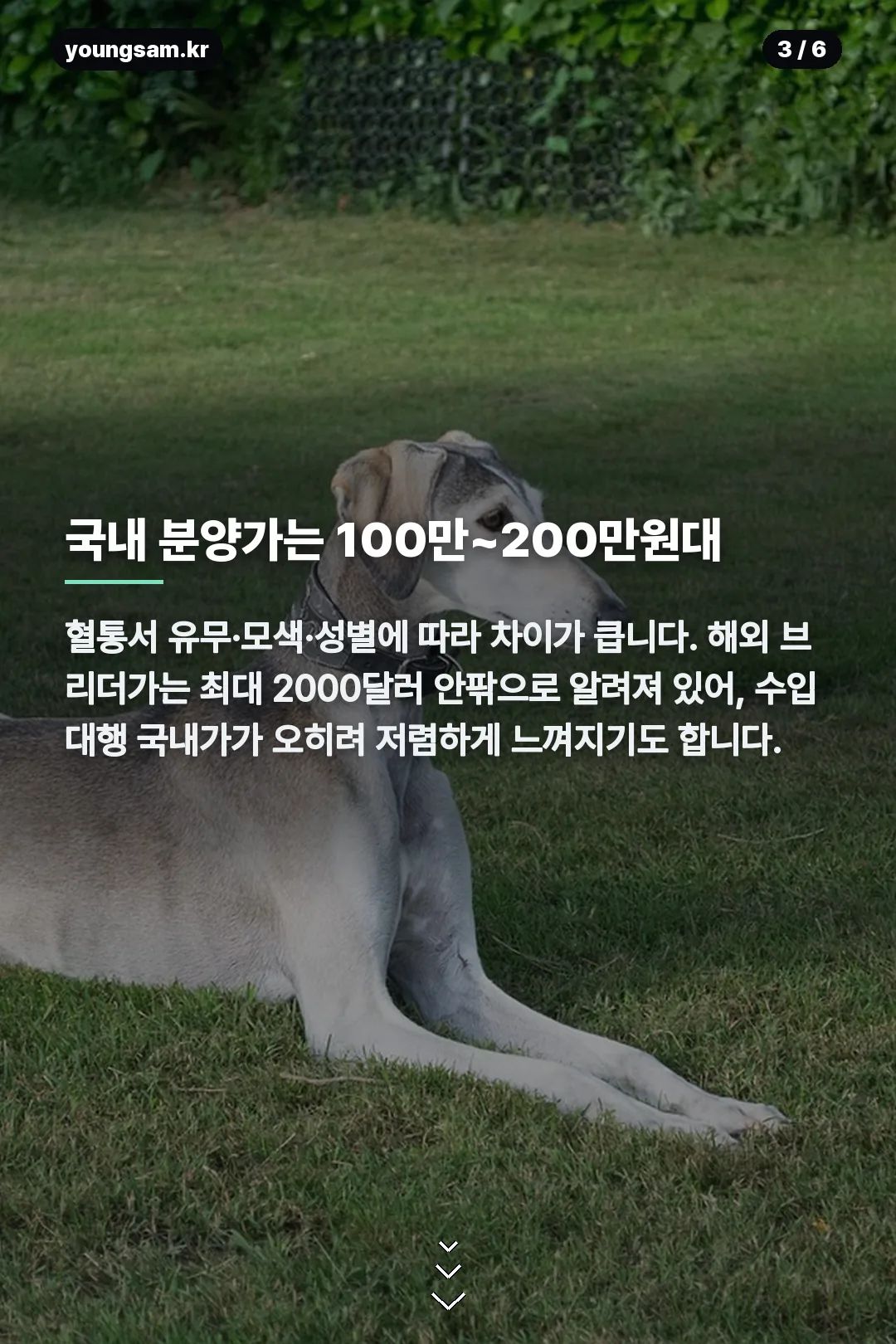 살루키 분양 카드뉴스 3