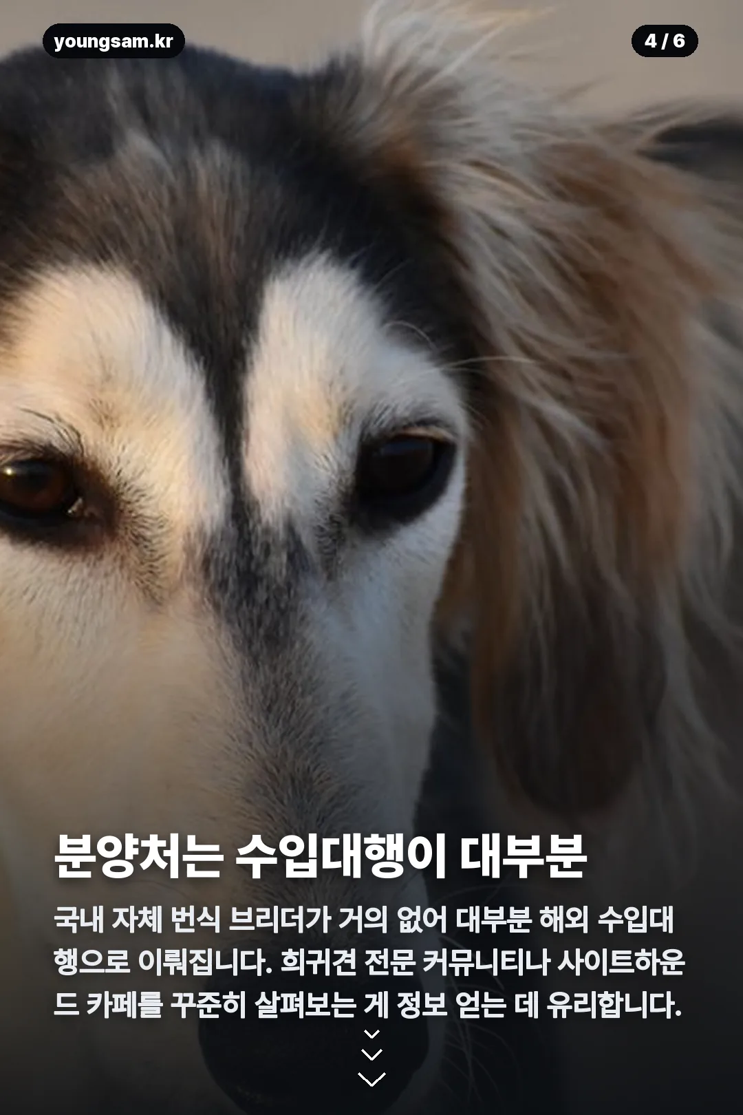 살루키 분양 카드뉴스 4