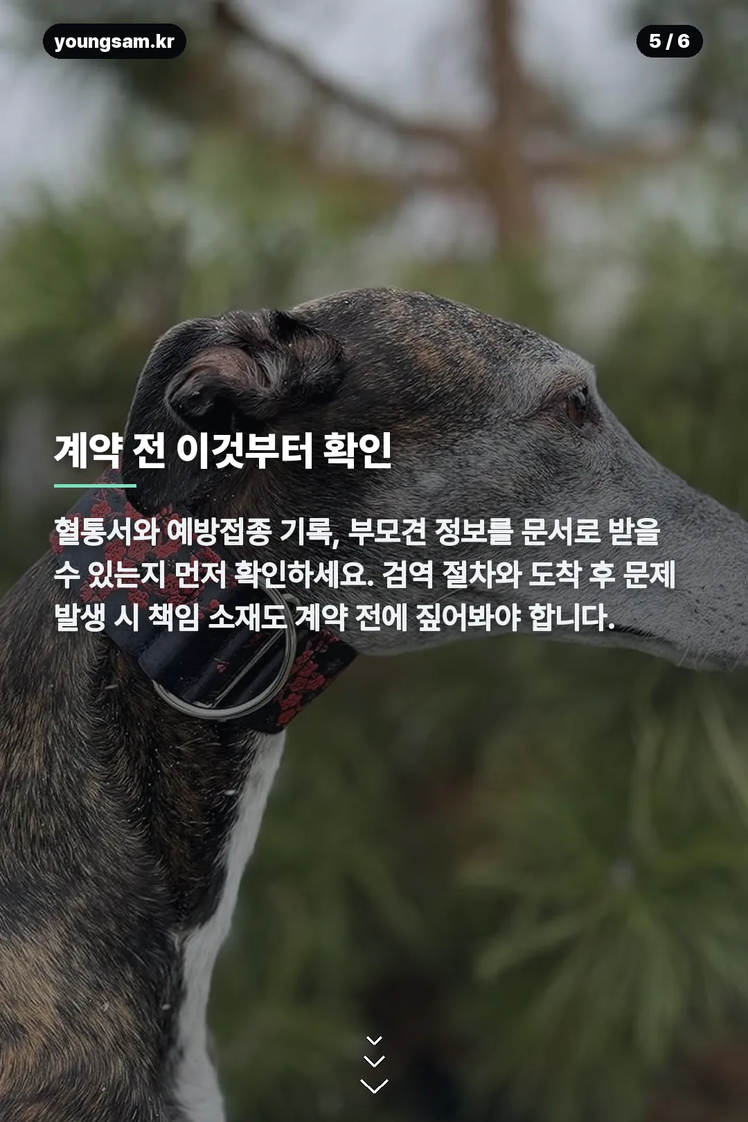 살루키 분양 카드뉴스 5