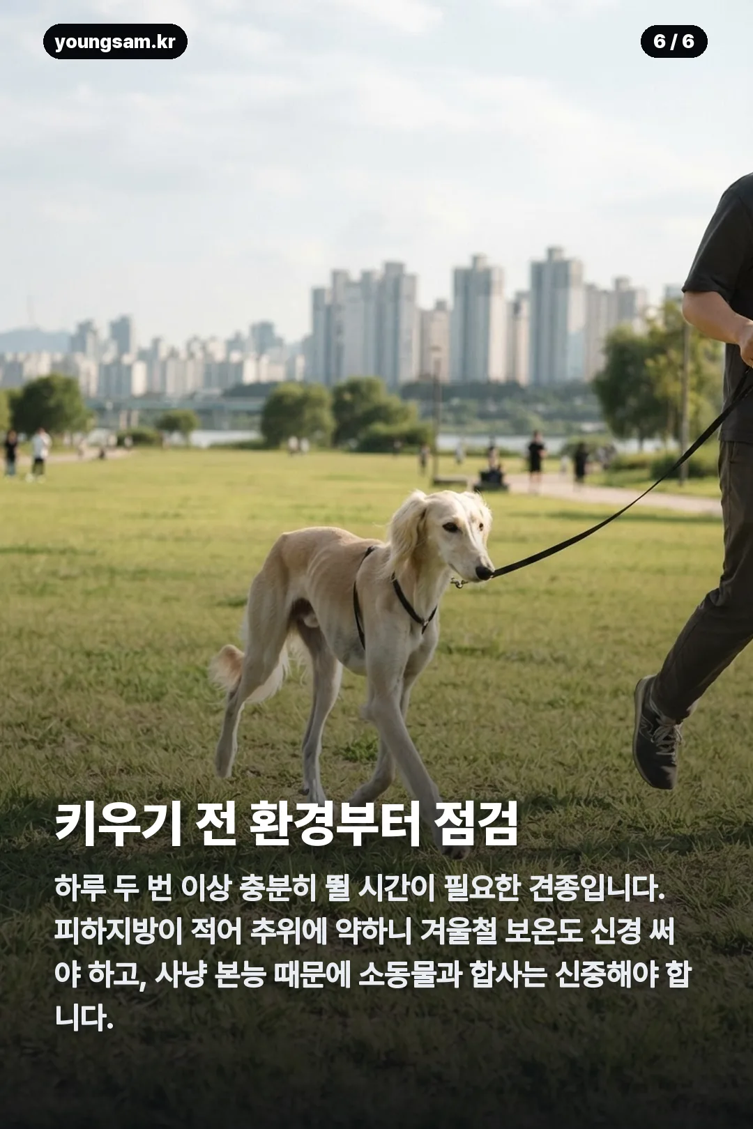 살루키 분양 카드뉴스 6