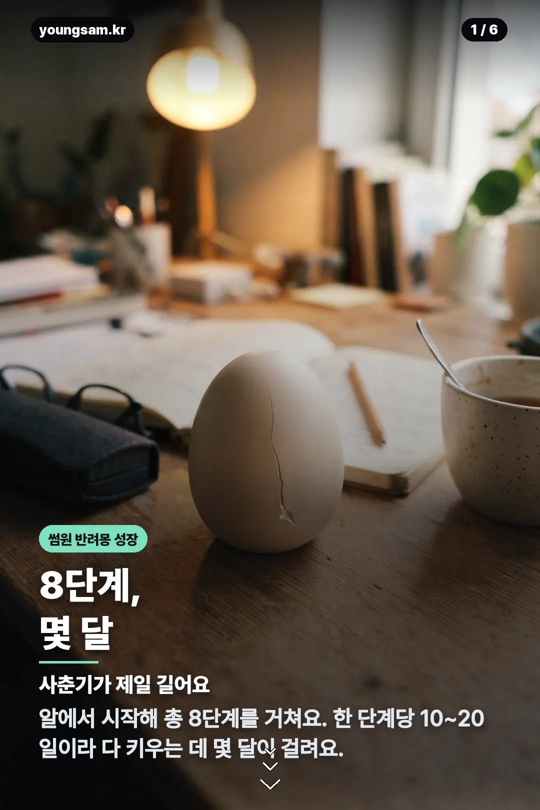 썸원 반려몽 성장 카드뉴스 1