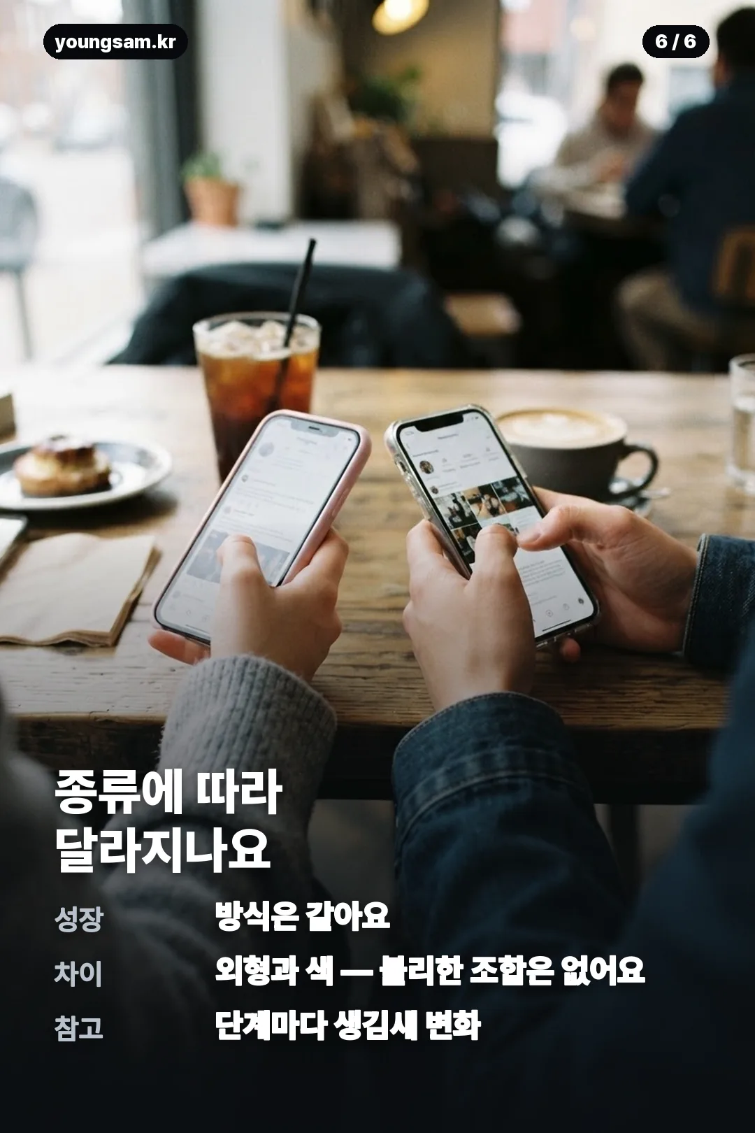 썸원 반려몽 종류 카드뉴스 6